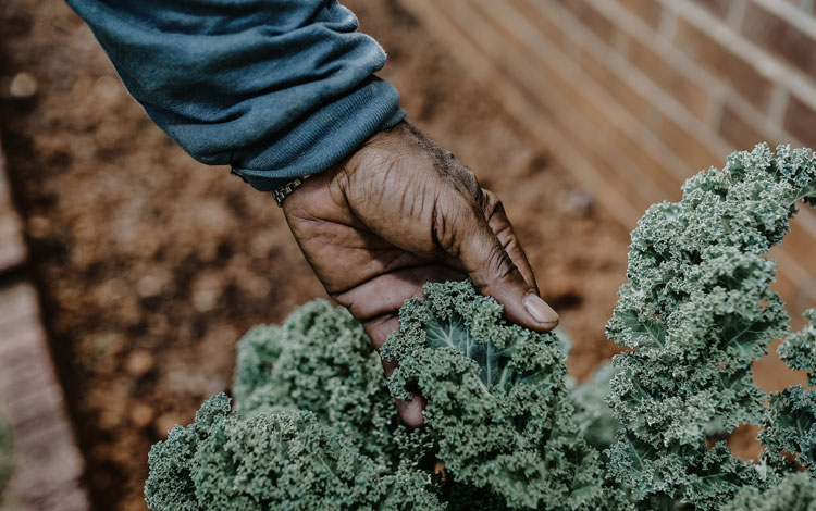 A hand holding leaves of lettuce.